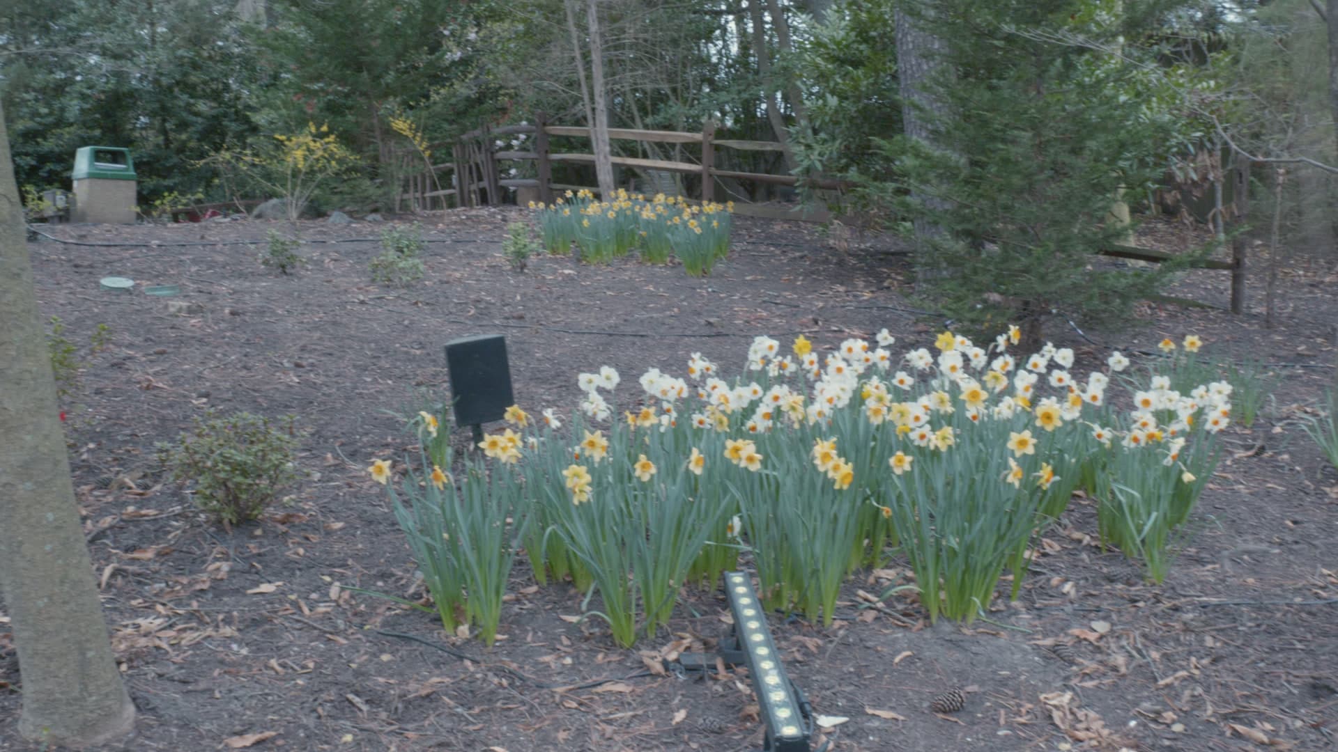 Early flowers beneath bare trees along a path at Busch Gardens Williamsburg